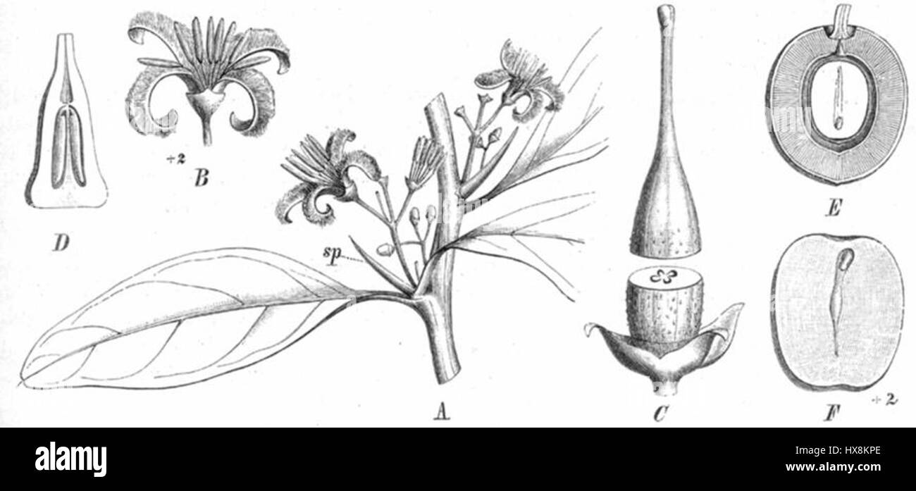 Illustration de Ximenia americana, une espèce végétale originaire des régions tropicales, mettant en évidence ses caractéristiques botaniques et son habitat. Banque D'Images