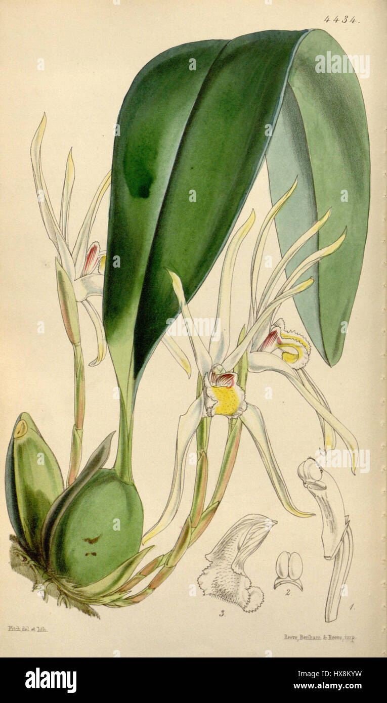 Maxillaria setigera (comme Maxillaria leptosepala) Curtis' 75 (Ser. N° 3 5) pl. 4434 (1849) Banque D'Images