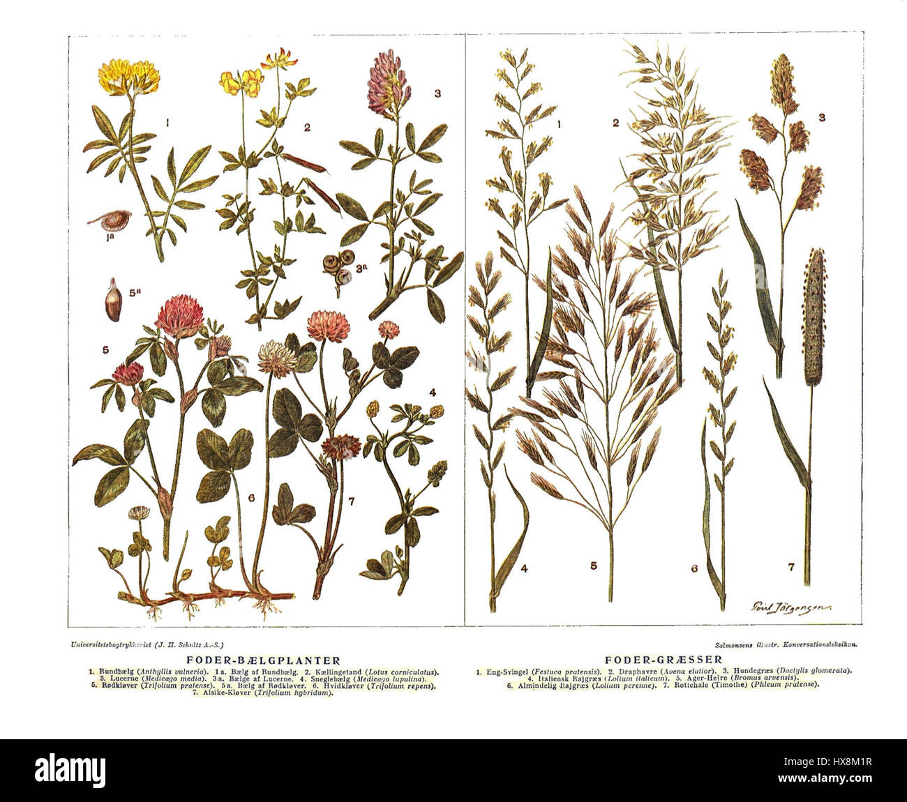 Cette entrée tirée de la 'Salmonsens konversationsleksikon' se rapporte aux plantes utilisées comme fourrages, y compris les légumineuses et les herbes, essentielles à l'élevage et à l'agriculture. Banque D'Images