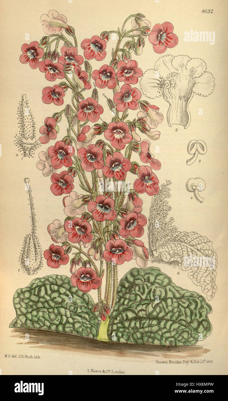 Streptocarpus denticulatus est une plante à fleurs connue pour ses feuilles distinctes et dentelées et ses fleurs colorées. Originaire des régions tropicales, il est souvent cultivé comme plante ornementale dans les jardins et les maisons. Banque D'Images