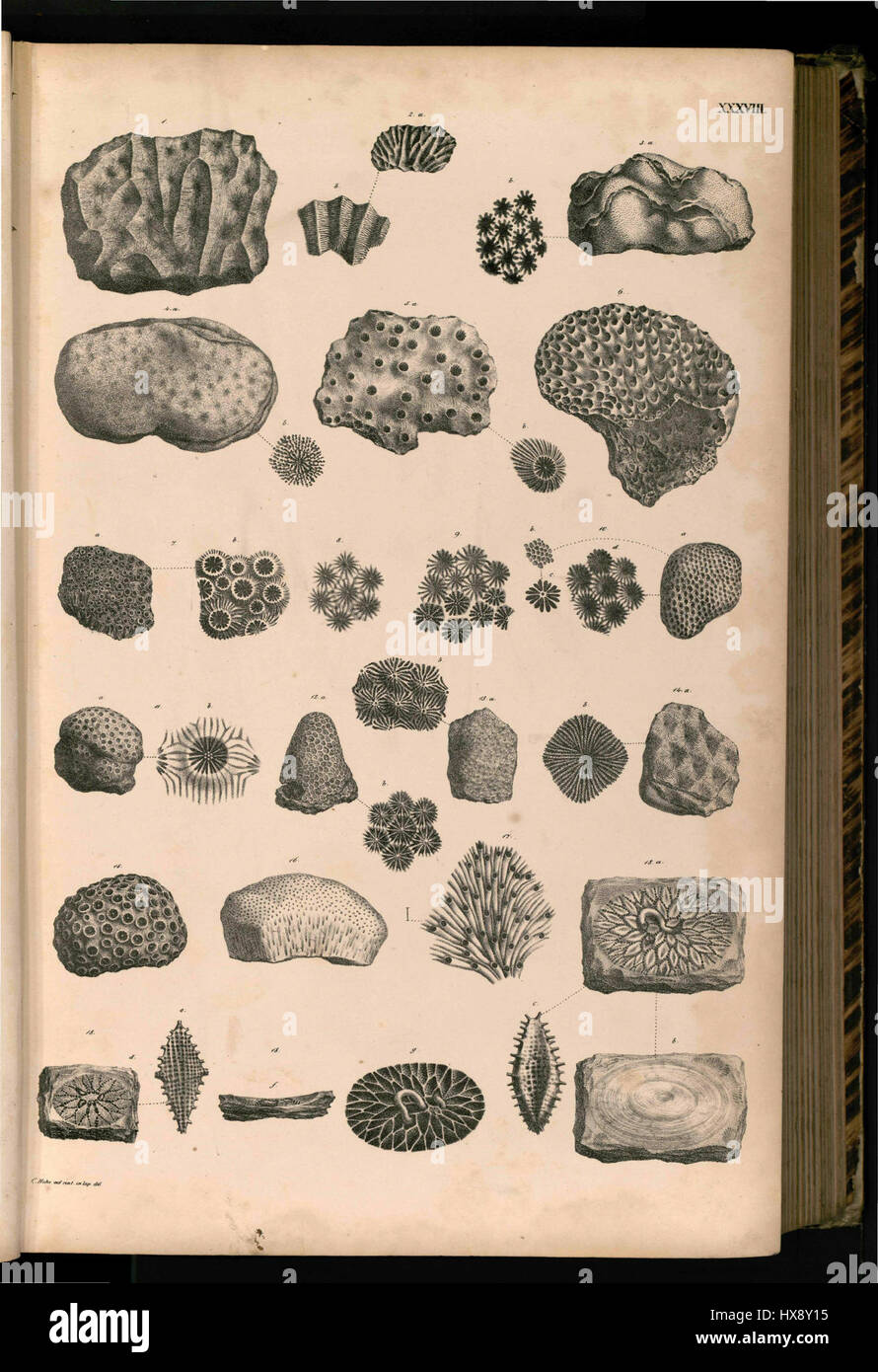 'Tafel 038' est une plaque spécifique d'un catalogue historique, faisant partie d'une collection, illustrant éventuellement un artefact, une plante ou un objet culturel. Il représente la documentation d'une époque antérieure. Banque D'Images