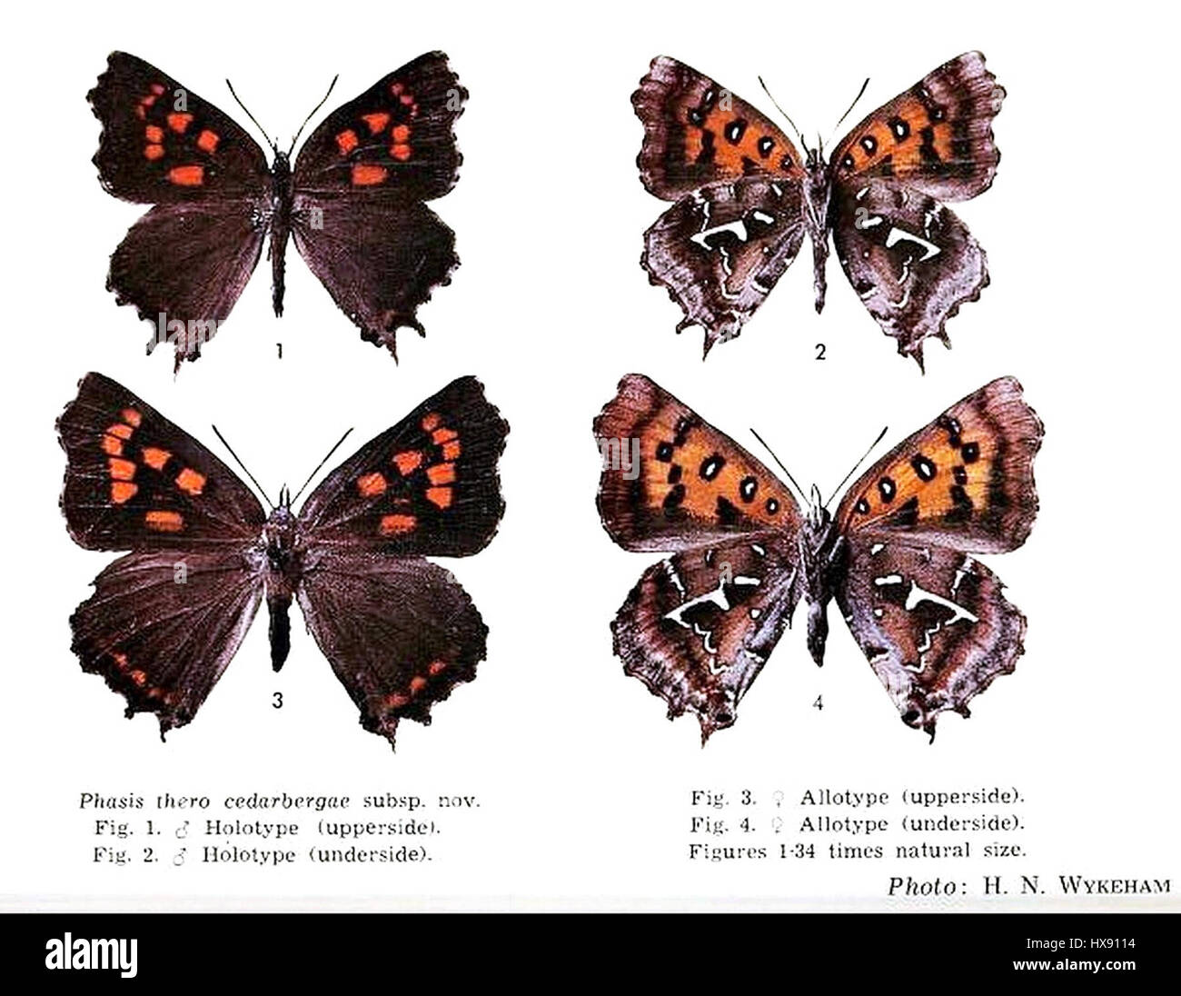 Cette entrée semble faire référence à un sujet botanique ou zoologique, peut-être à une espèce obscure ou à une classification. Le titre peut être une abréviation ou un nom erroné, et des éclaircissements supplémentaires seraient nécessaires pour une identification précise. La complexité suggère une étude spécialisée, peut-être liée à la taxonomie ou à l'identification des espèces en histoire naturelle. Banque D'Images