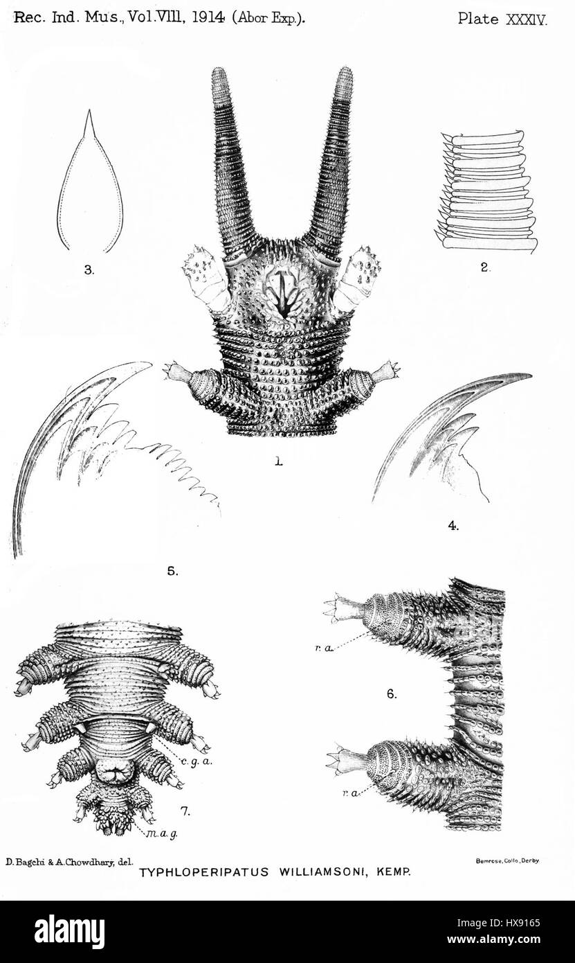 Typhloperipatus est un genre de vers de velours, connu pour leur apparence unique et leurs corps segmentés lents. Cette représentation met en évidence les caractéristiques fascinantes de cet invertébré rarement représenté. Banque D'Images