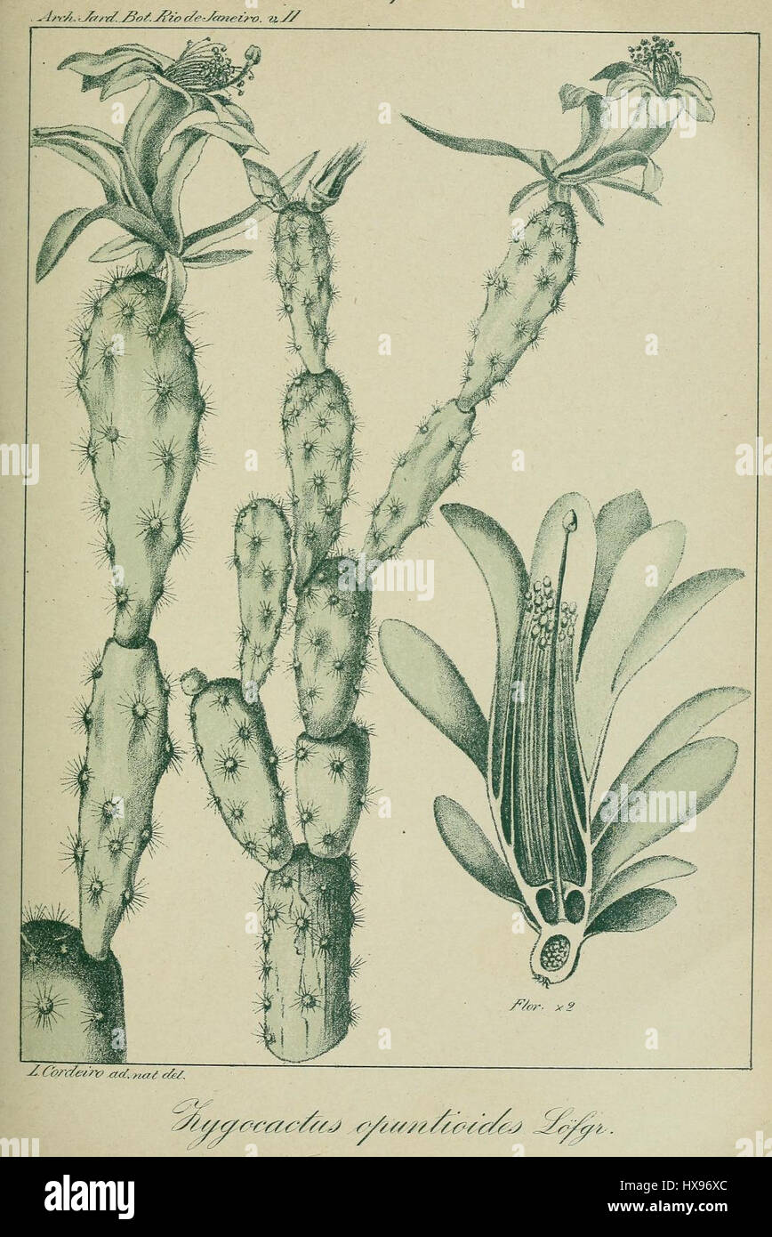 Schlumbergera opuntioides est une espèce de cactus originaire du Brésil, connue pour sa forme unique et sa floraison vibrante. C'est une plante ornementale populaire dans les jardins et comme plante d'intérieur. Banque D'Images