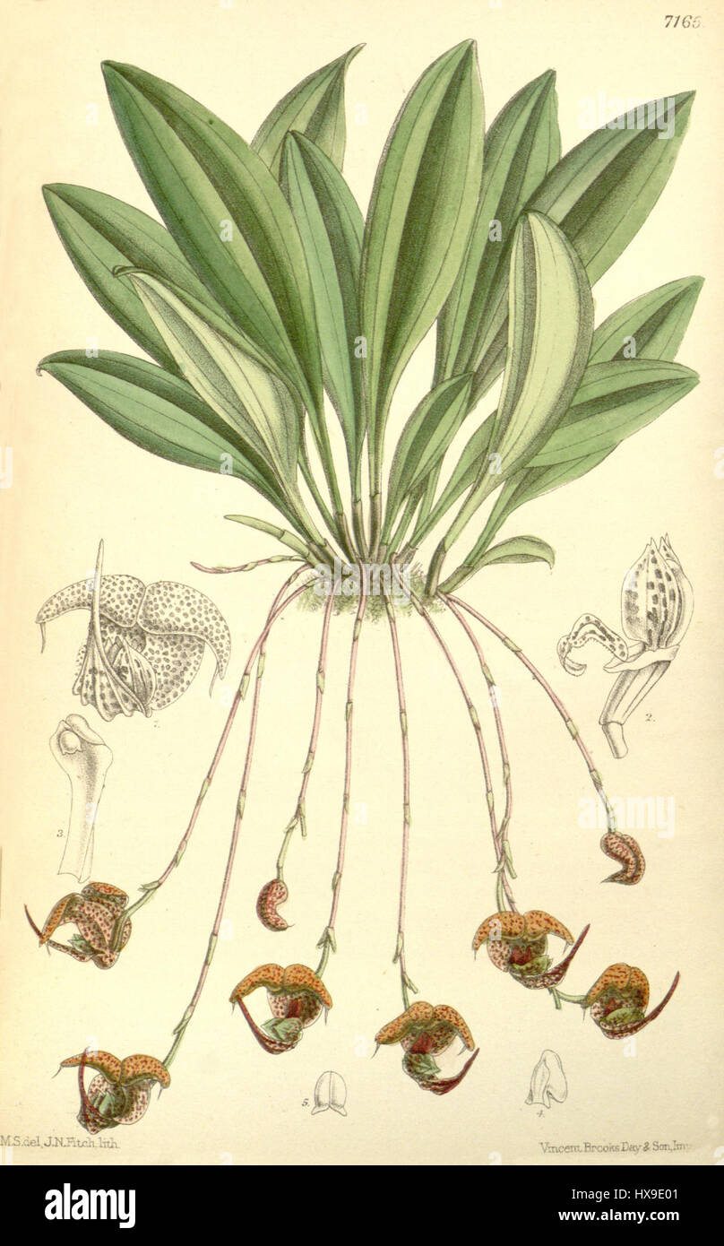 Scaphosepalum anchoriferum, anciennement connu sous le nom de Masdevallia punctata, est une espèce d'orchidée décrite dans Curtis’ Botanical Magazine, volume 117. Cette espèce est connue pour ses fleurs étonnantes ressemblant à une étoile, avec une structure distinctive et une couleur vibrante. L'illustration détaillée met en évidence la morphologie et la beauté uniques de la plante, contribuant ainsi aux études botaniques de l'époque. Banque D'Images