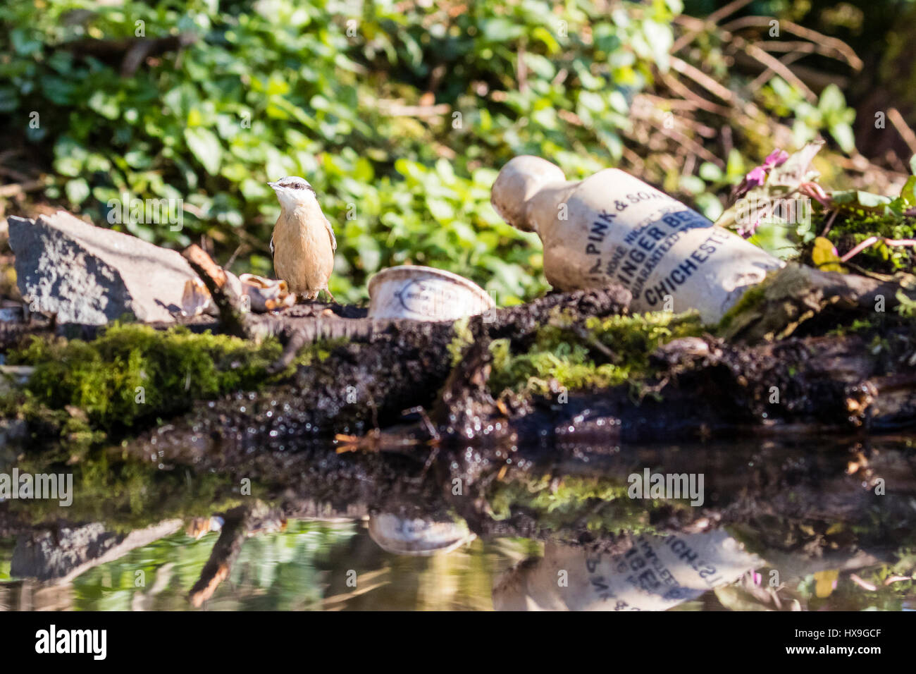 Blanche dans mon jardin sur le premier jour de printemps 2017 bonne weathe rin Banque D'Images