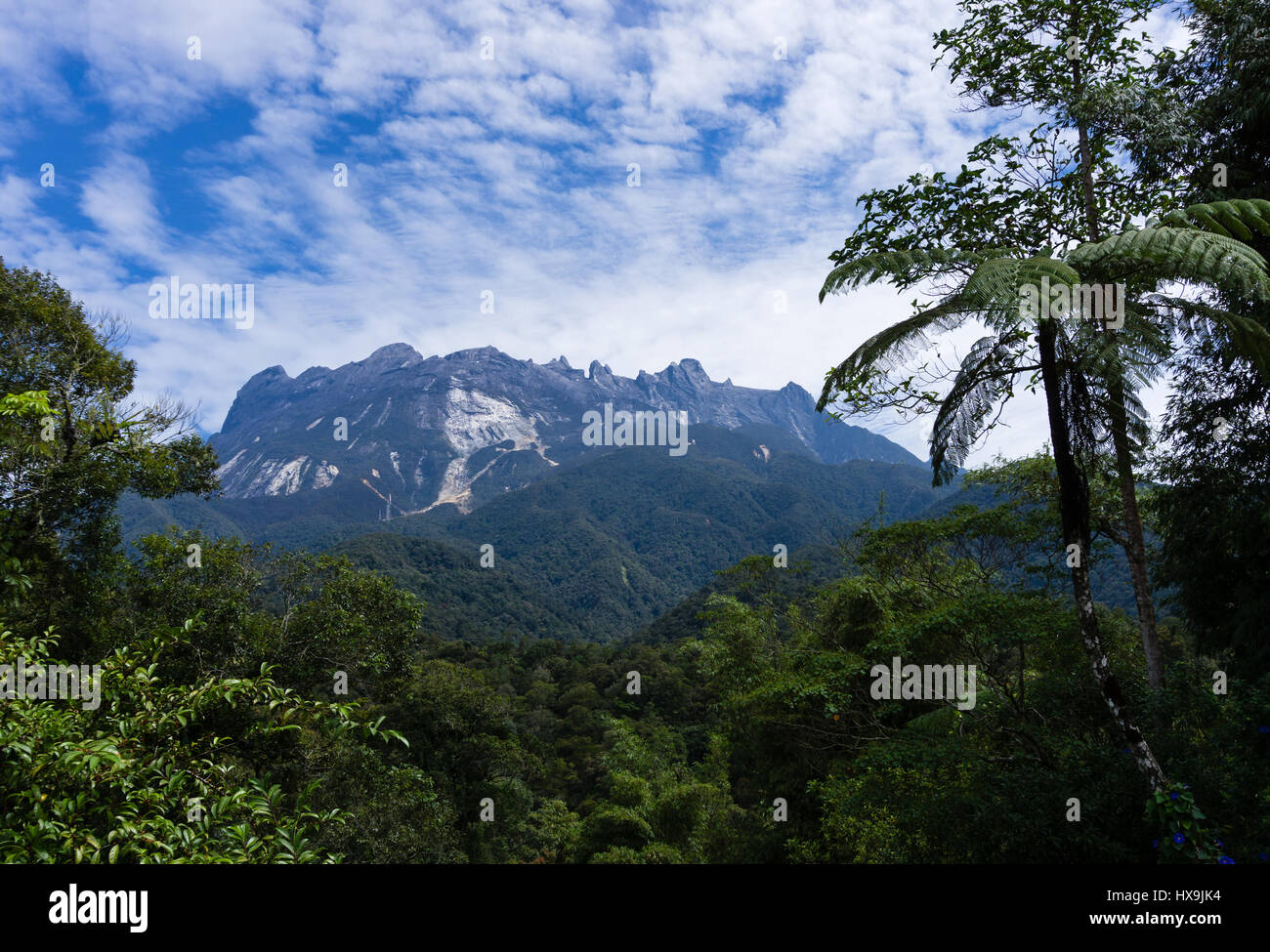 Belle vue sur le mont Kinabalu avec arbres et fougères, Sabah, Bornéo, Malaisie. Banque D'Images