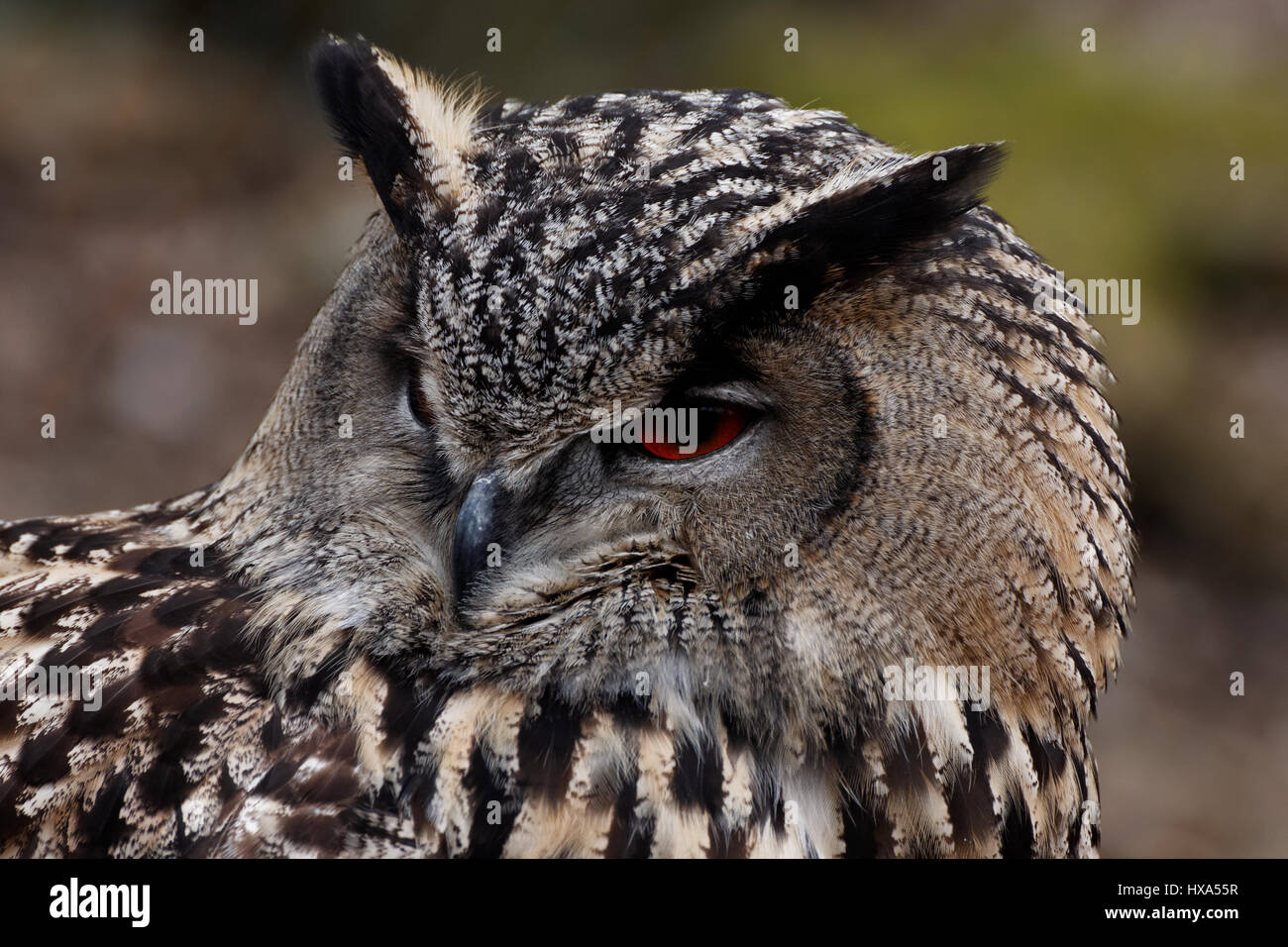 Eagle owl portrait Banque D'Images
