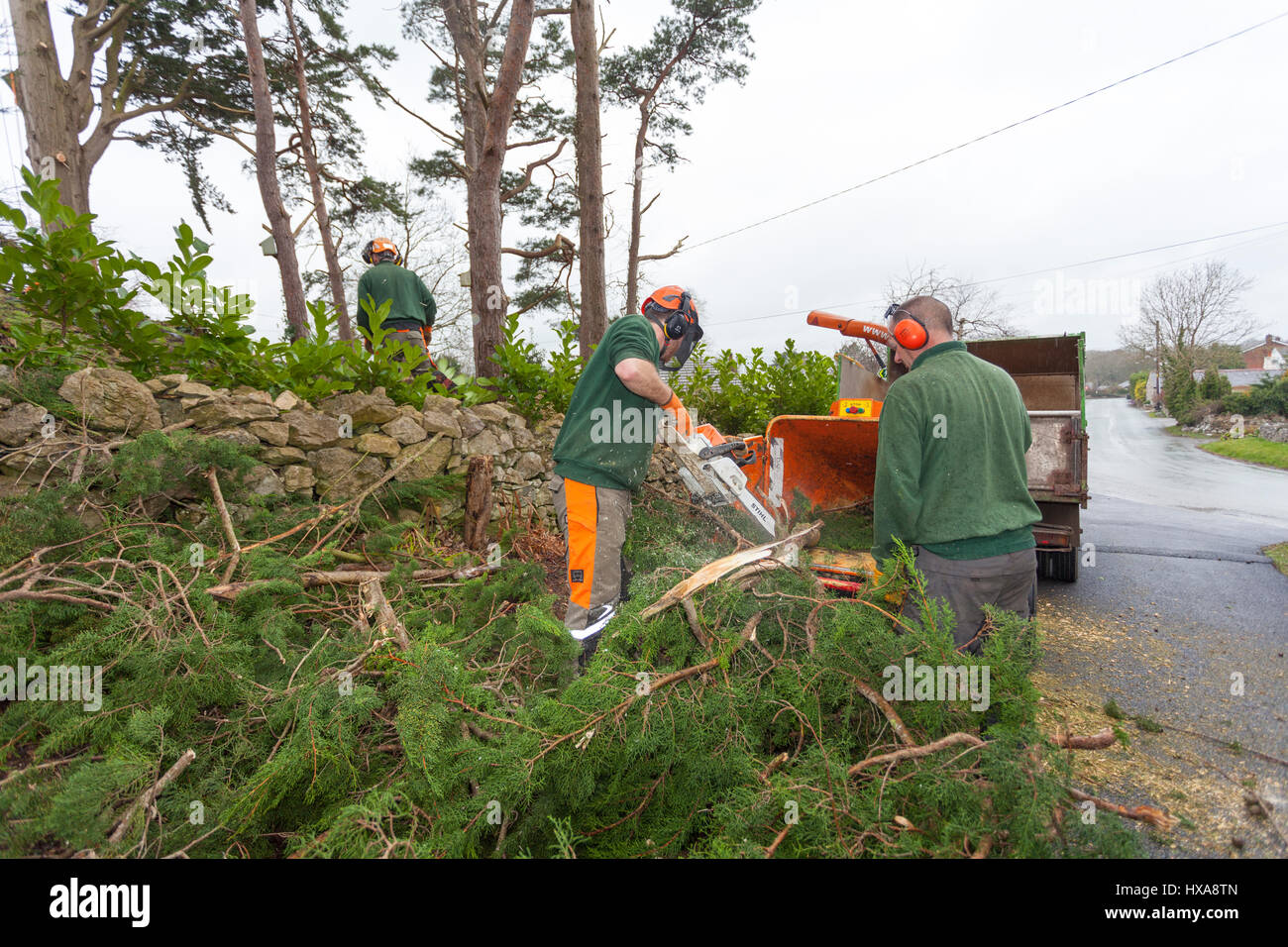 Les chirurgiens de l'arbre ou le déchiquetage déchiquetage des branches d'un grand arbre par une machine dans un village gallois dans le Nord du Pays de Galles Banque D'Images