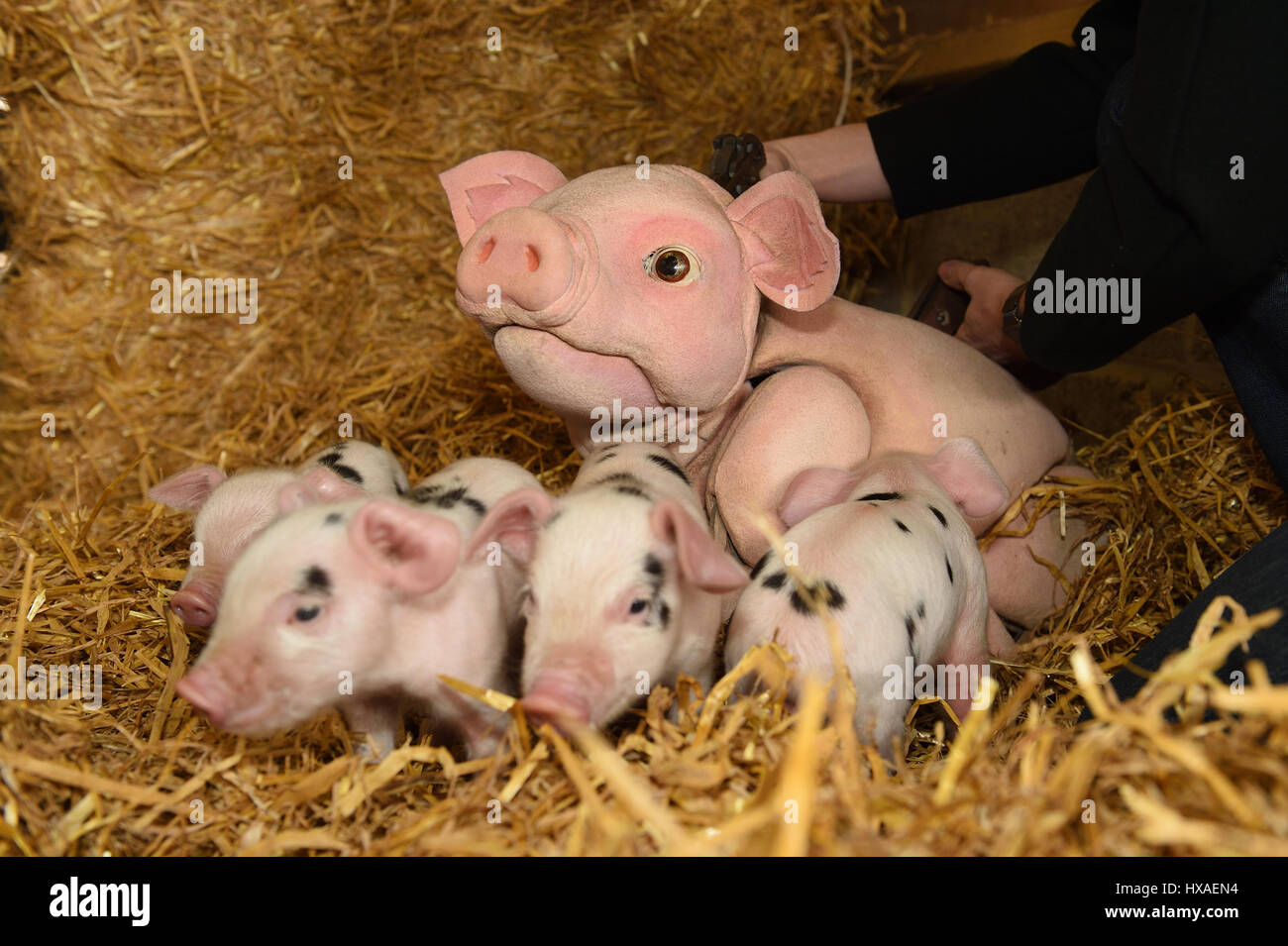 Le bébé cochon marionnette mouton répond aux besoins réels les agneaux et les porcelets en direct à la ferme, appuyez sur tirer pour Wyvern Theatre où le spectacle sera mis en scène. Banque D'Images