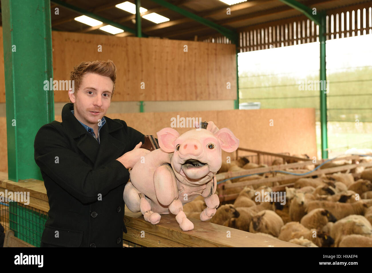 Le bébé cochon marionnette mouton répond aux besoins réels les agneaux et les porcelets en direct à la ferme, appuyez sur tirer pour Wyvern Theatre où le spectacle sera mis en scène. Banque D'Images