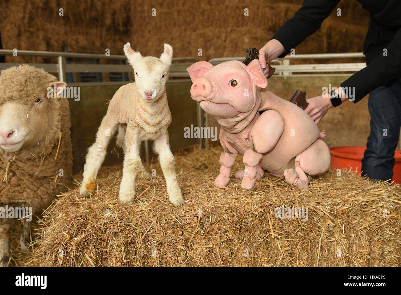 Le bébé cochon marionnette mouton répond aux besoins réels les agneaux et les porcelets en direct à la ferme, appuyez sur tirer pour Wyvern Theatre où le spectacle sera mis en scène. Banque D'Images