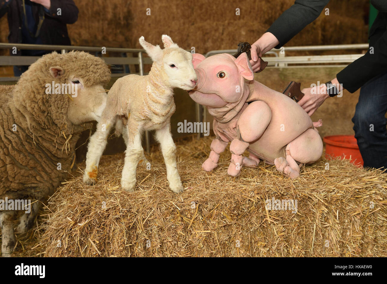 Le bébé cochon marionnette mouton répond aux besoins réels les agneaux et les porcelets en direct à la ferme, appuyez sur tirer pour Wyvern Theatre où le spectacle sera mis en scène. Banque D'Images