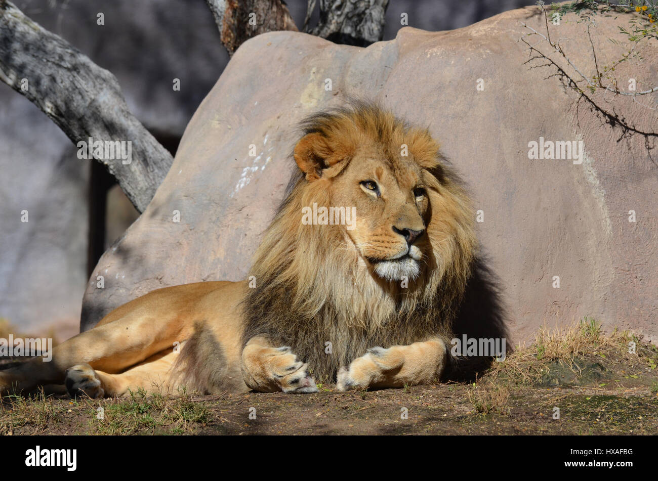 Lion reposant contre un rocher dans la chaude lumière du soleil. Banque D'Images