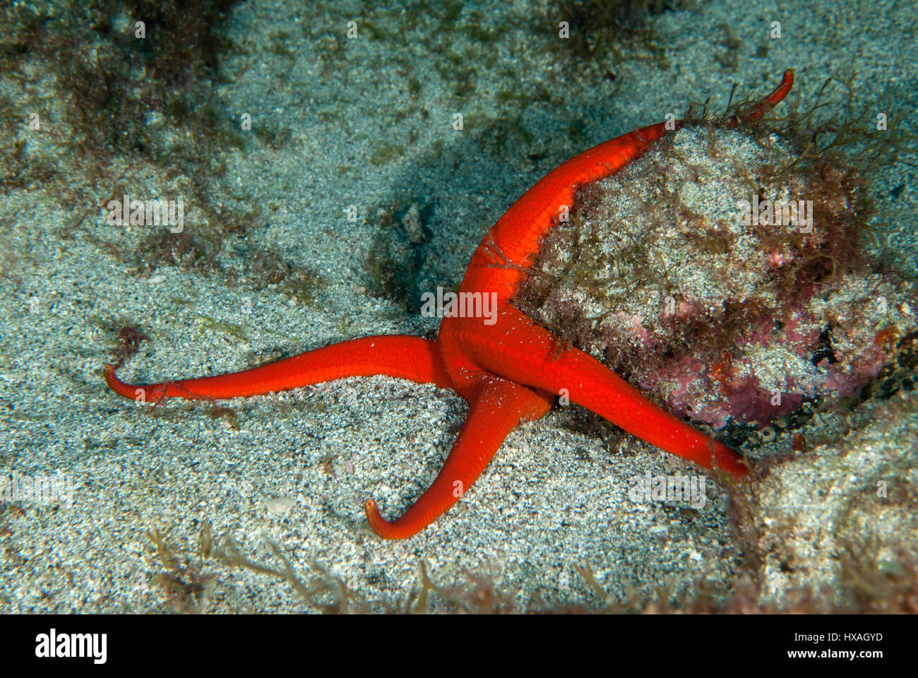 Étoile rouge, poisson, Ophidiaster ophidianus Ophidiasteridae, Tenerife, Îles de Canaries, Espagne, l'Océan Atlantique Banque D'Images