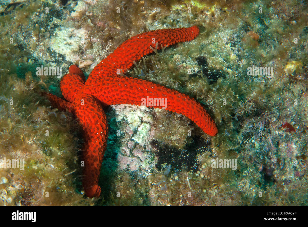 Echinaster sepositus, étoile de mer rouge, Echinasteridae, Tenerife, l'île des Canaries, l'Espagne, l'Océan Atlantique Banque D'Images