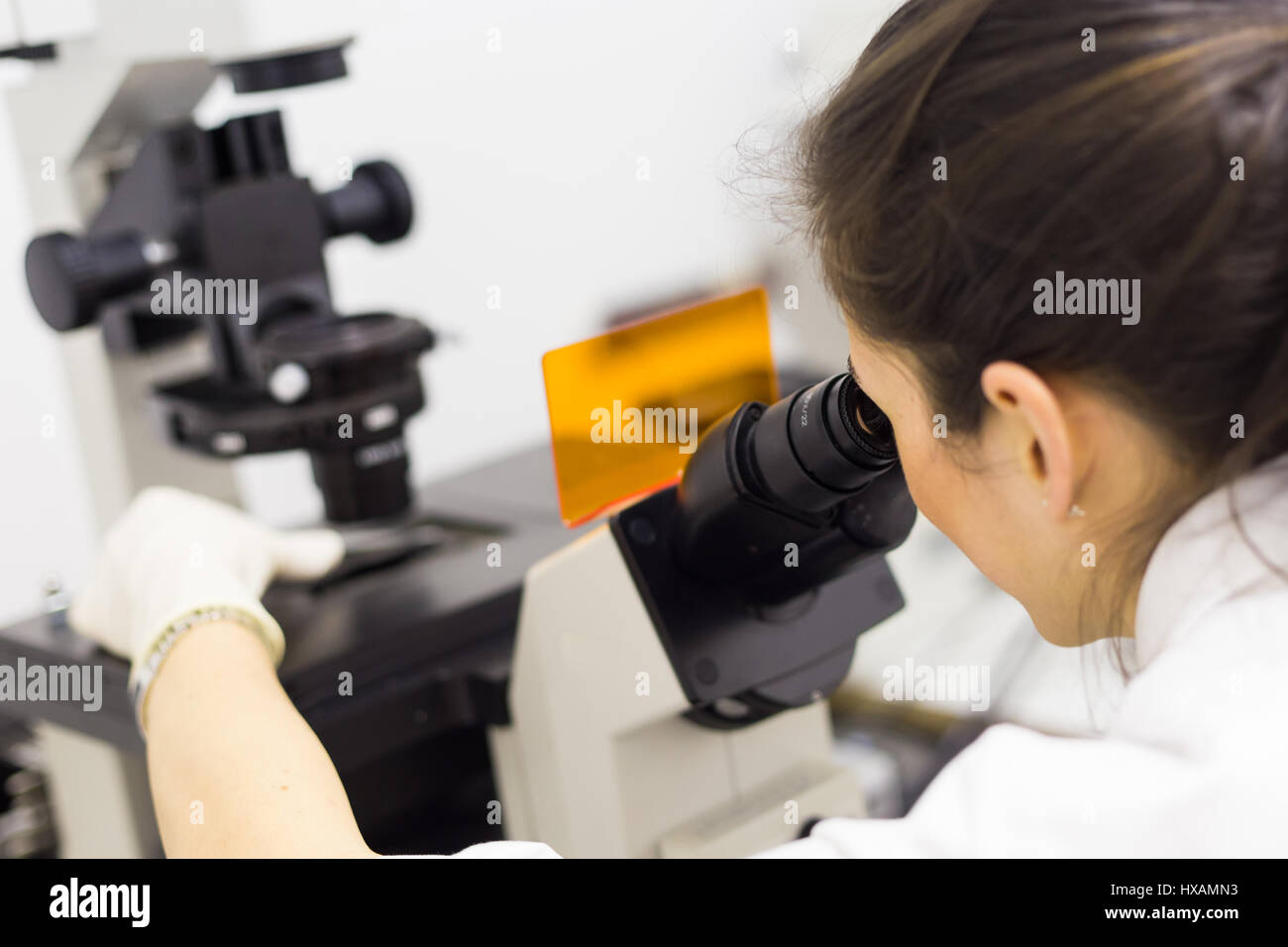 Chercheur en sciences de la vie génétique dans microscoping laboratoire scientifique. Banque D'Images