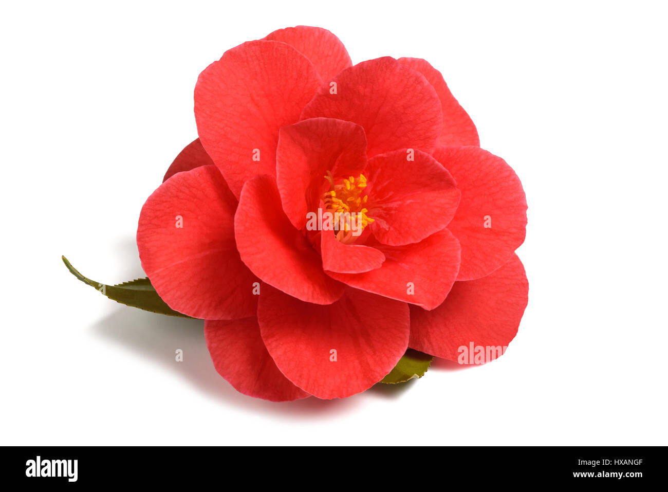 Fleur de camélia rouge isolé sur fond blanc Banque D'Images