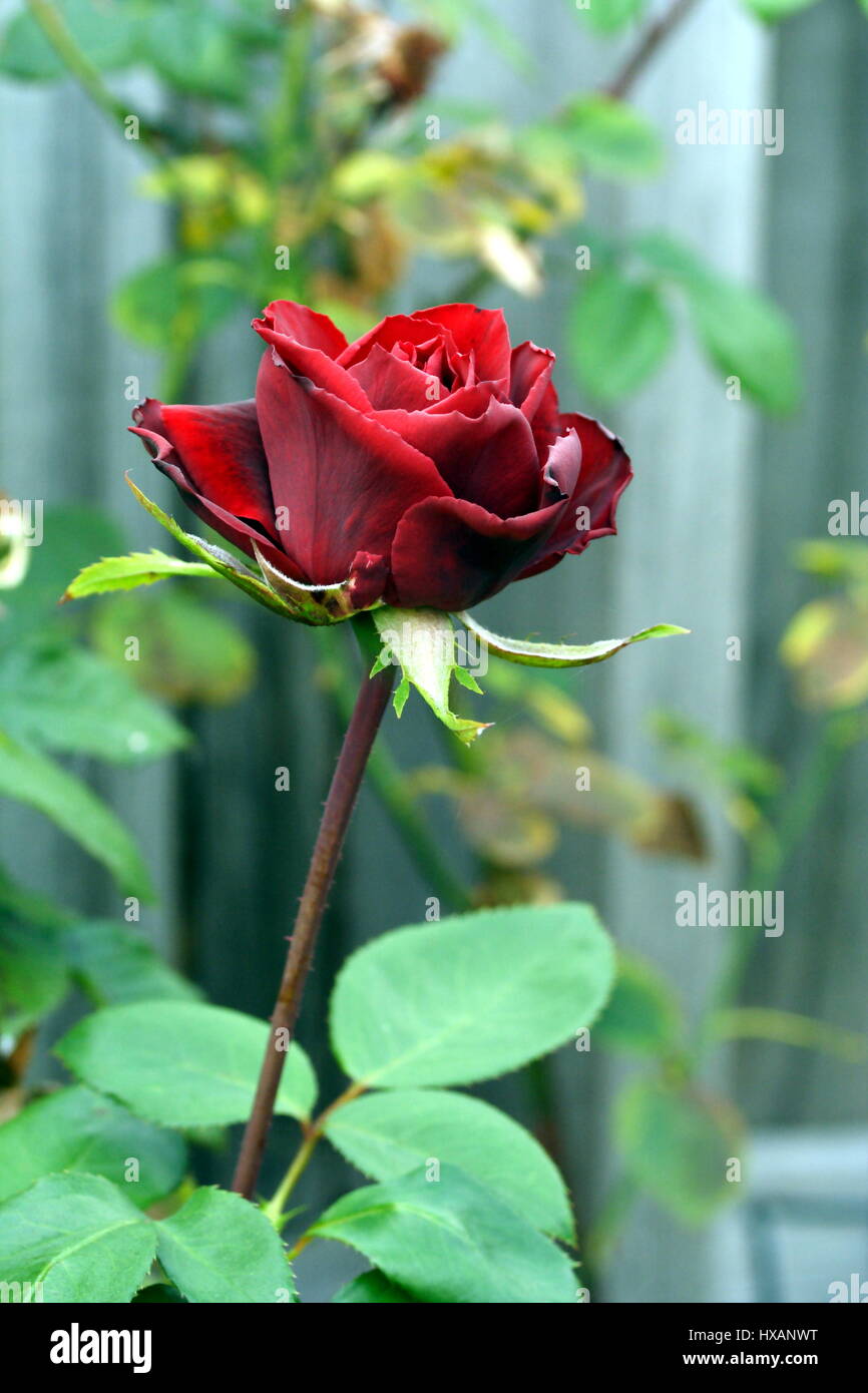 Rose Black Beauty Banque D'Images