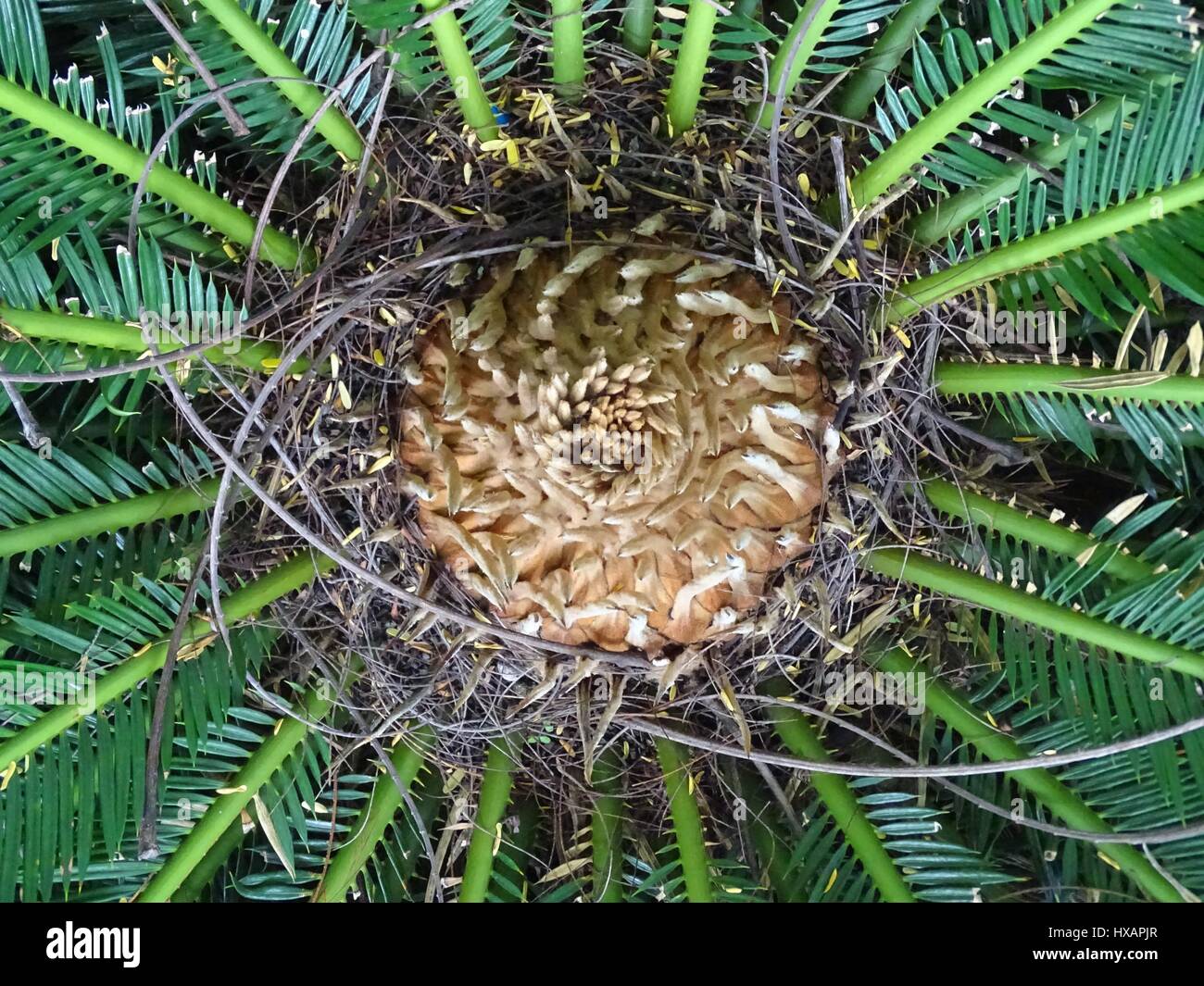 Cycas Banque D'Images