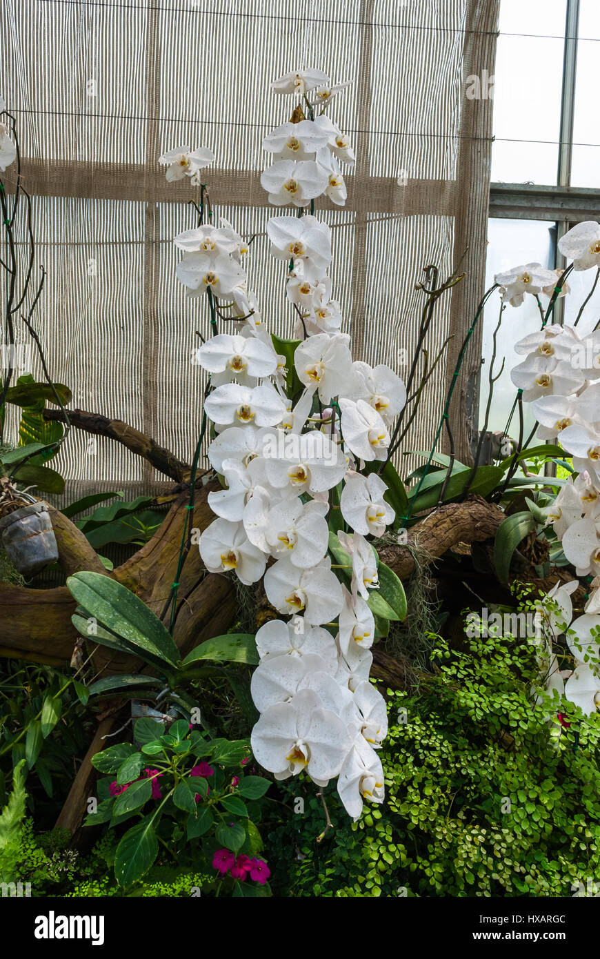 Libre au Groupe de belle orchidée Phalaenopsis blanc tropicales Aphrodite Banque D'Images