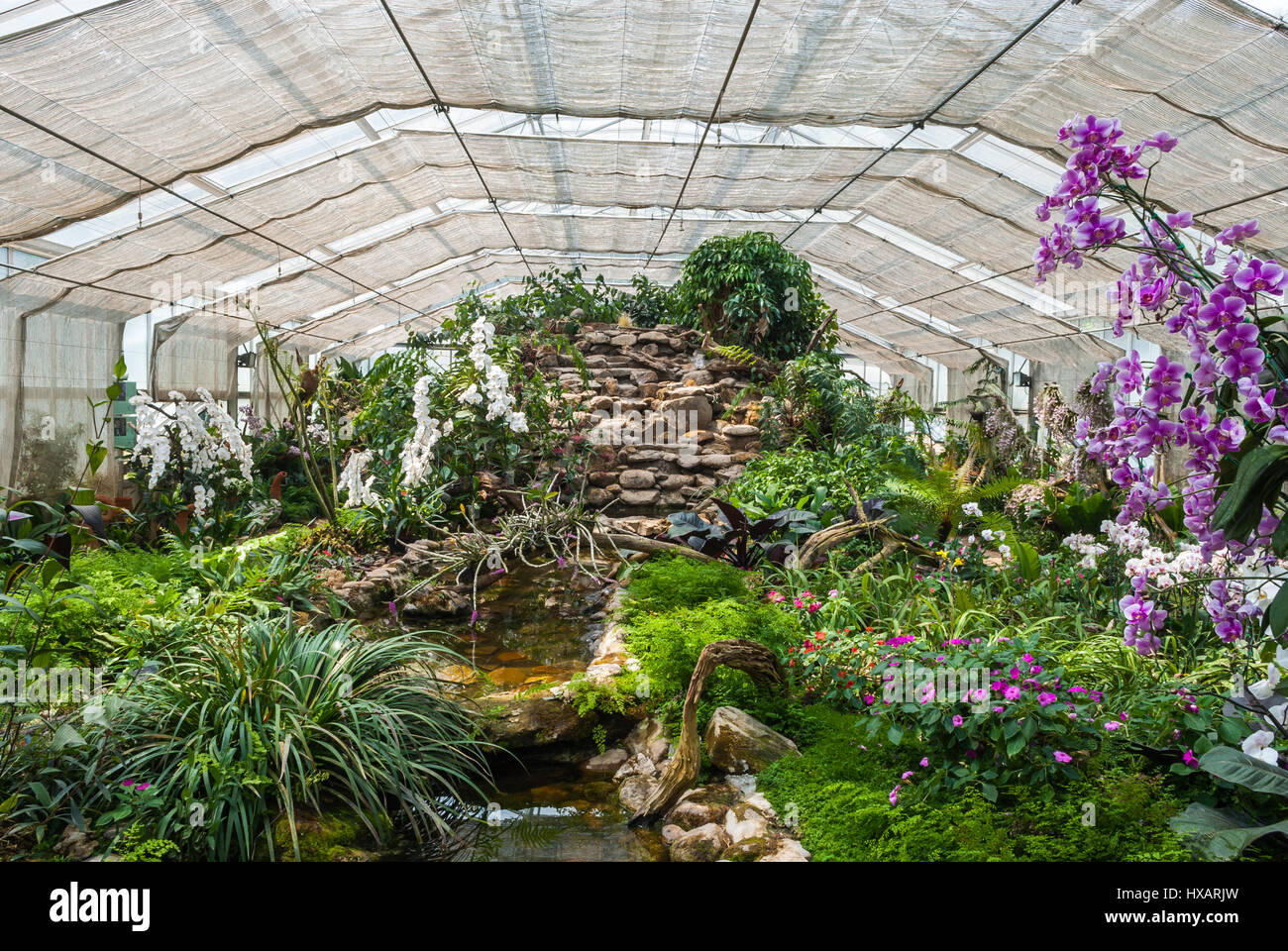 Belles photos de fleurs Jardin d'Orchidées en verre Banque D'Images