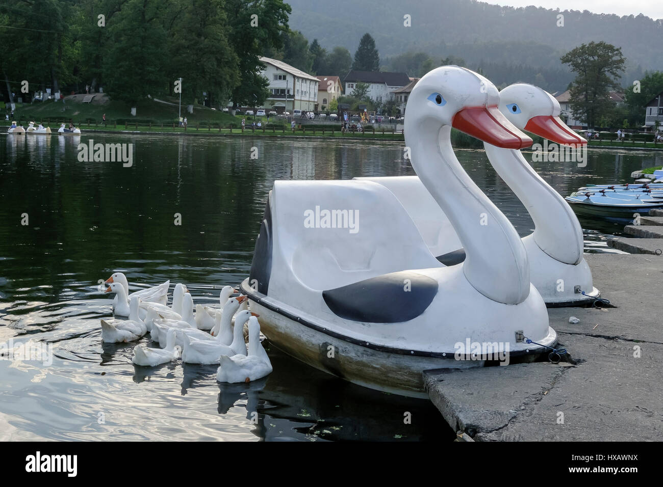 Les canards et les canetons bateaux forme sur un Carpates voir naturelle par Brasov, Roumanie Banque D'Images
