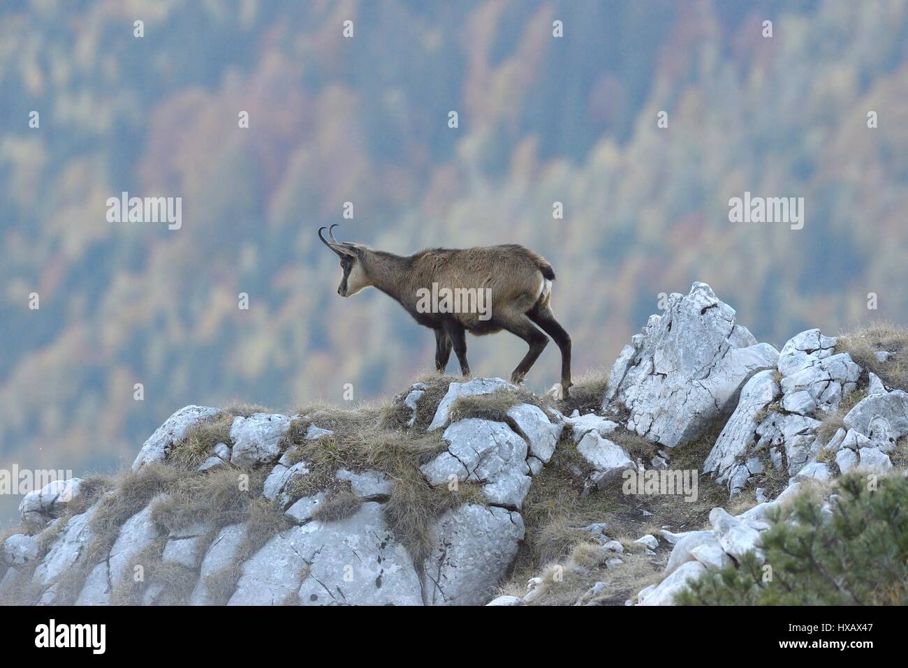 Un chamois dans une vallée de montagne Banque D'Images