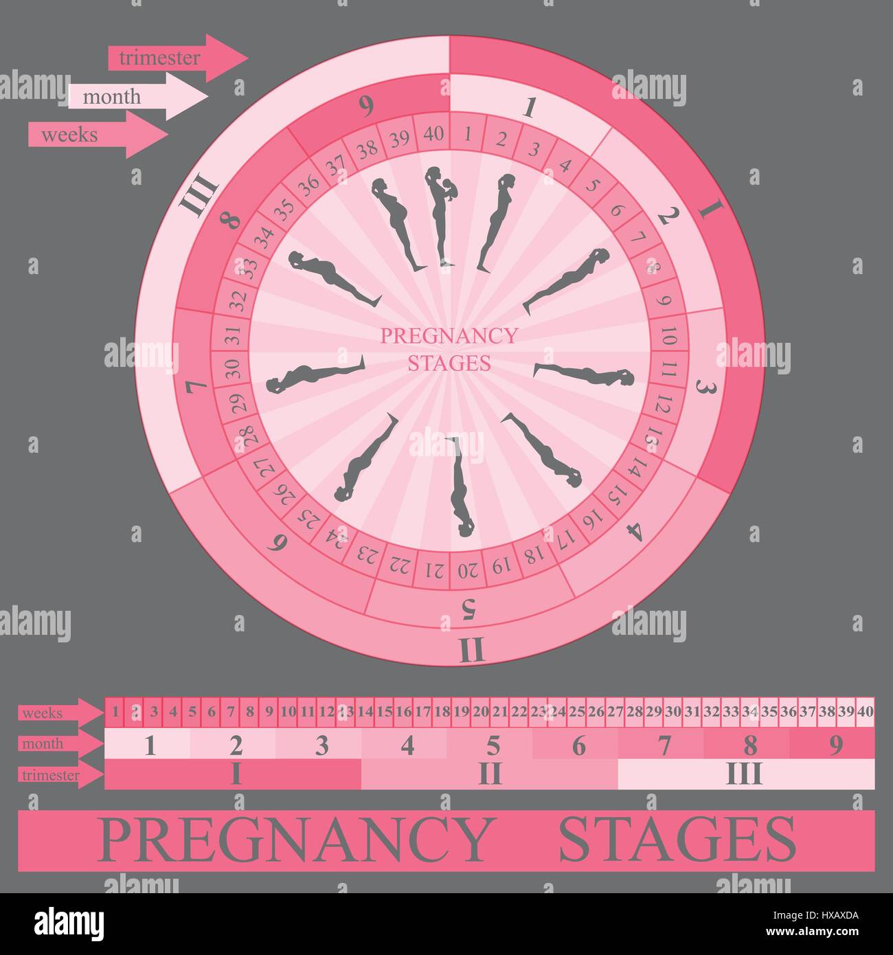 Grossesse stades, vector Illustration de Vecteur