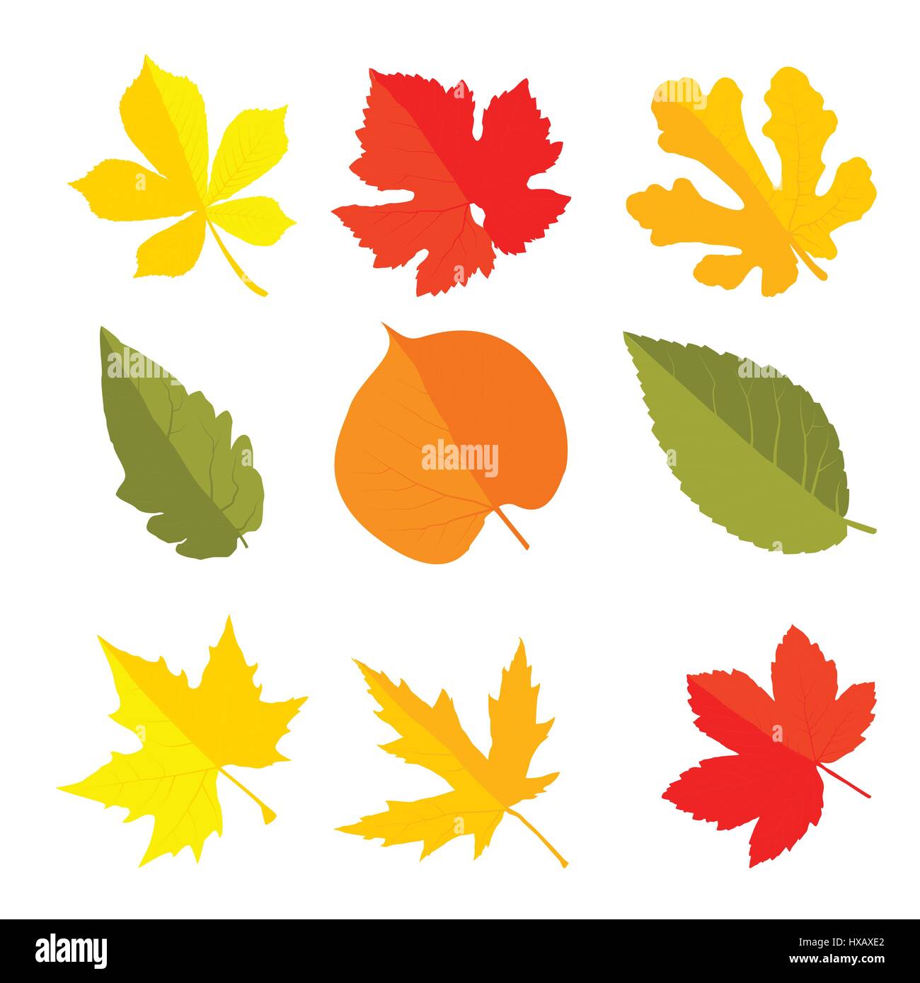 Toutes les couleurs de la saison, vecteur de feuilles d Illustration de Vecteur