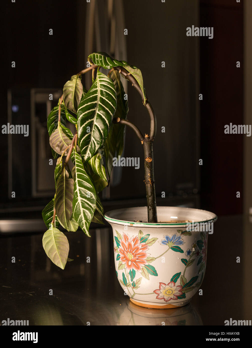Vase en poterie plante retombante. Banque D'Images