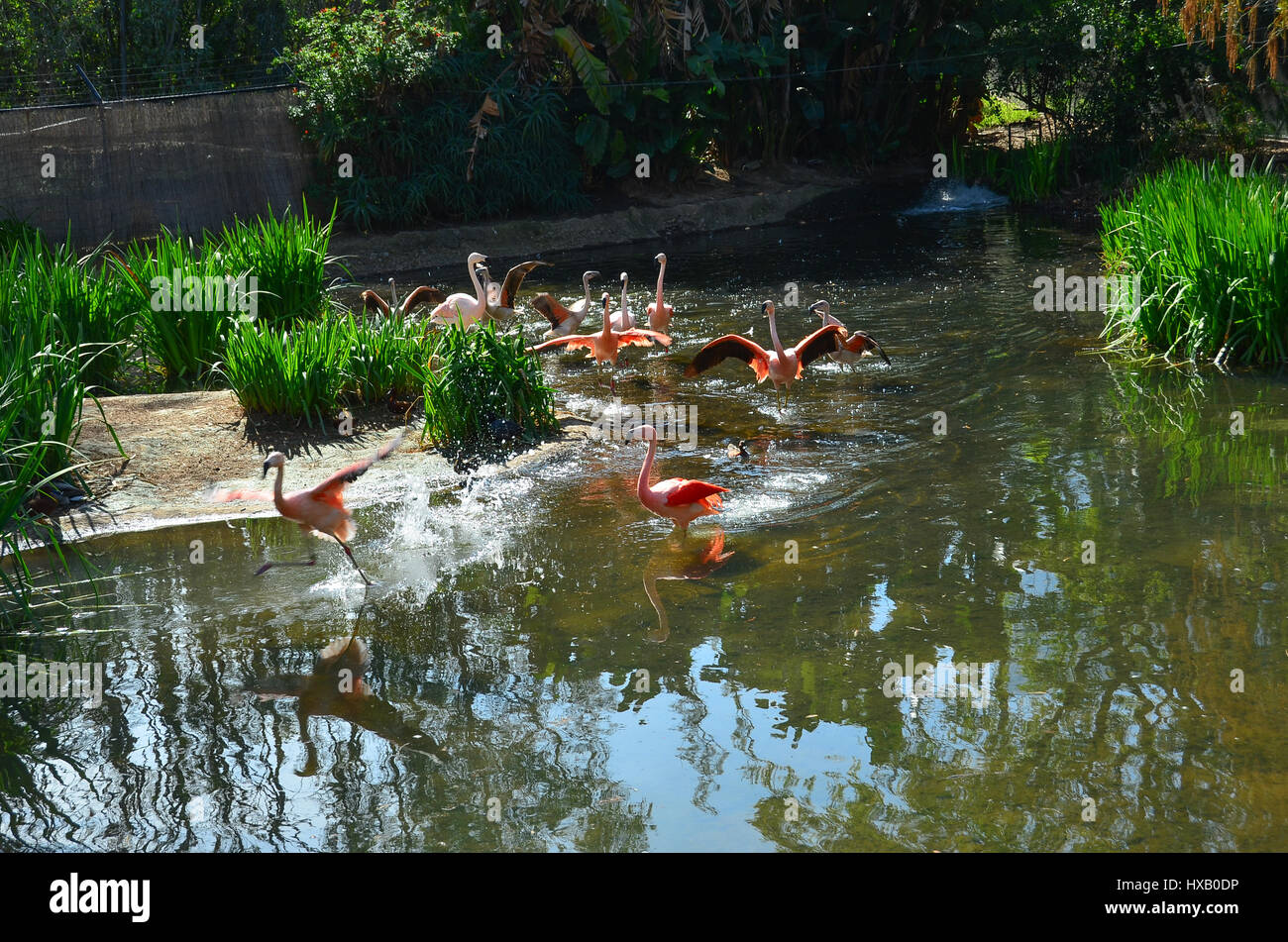 Les oiseaux exotiques (flamants roses) Banque D'Images