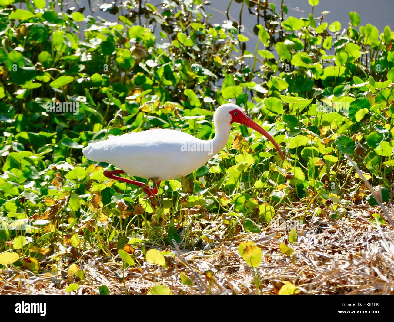 Ibis blanc américain, le bec et les pattes orange, patauger dans des mauvaises herbes le long de lakeshore. Paynes Prairie Preserve State Park, Gainesville, Floride, USA Banque D'Images