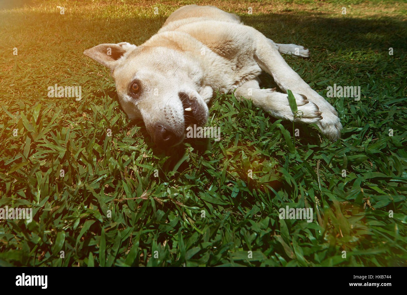 Un berger allemand se coucha sur l'herbe verte d'arrière-plan du parc. Lazy Dog sur parc d'été Banque D'Images