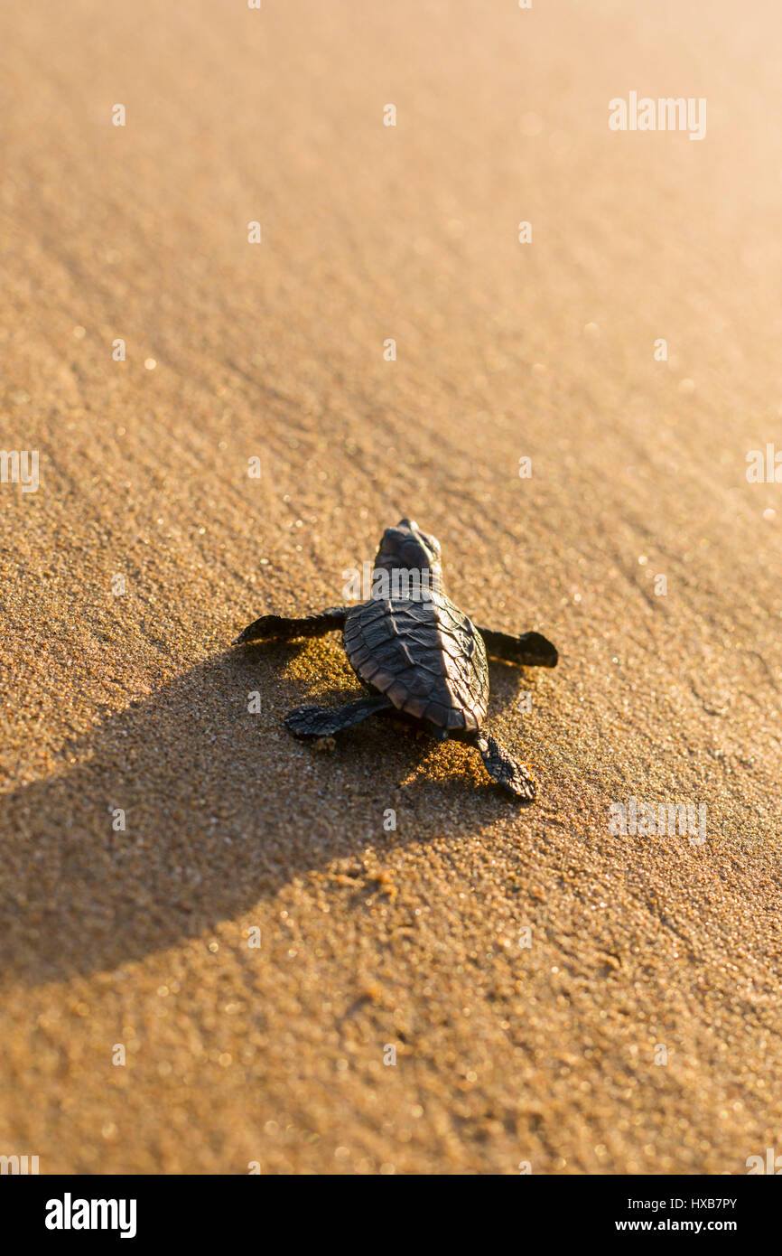 Bébé tortue caouanne (Caretta caretta) faire son voyage vers la mer. Mon Repos Conservation Park, Bundaberg, Queensland, Australie Banque D'Images