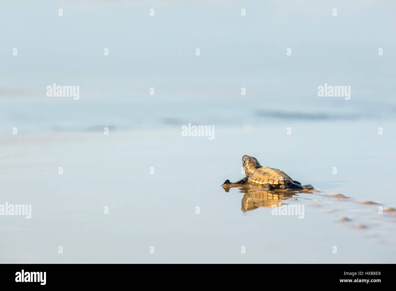 Bébé tortue caouanne (Caretta caretta) faire son voyage vers la mer. Mon Repos Conservation Park, Bundaberg, Queensland, Australie Banque D'Images