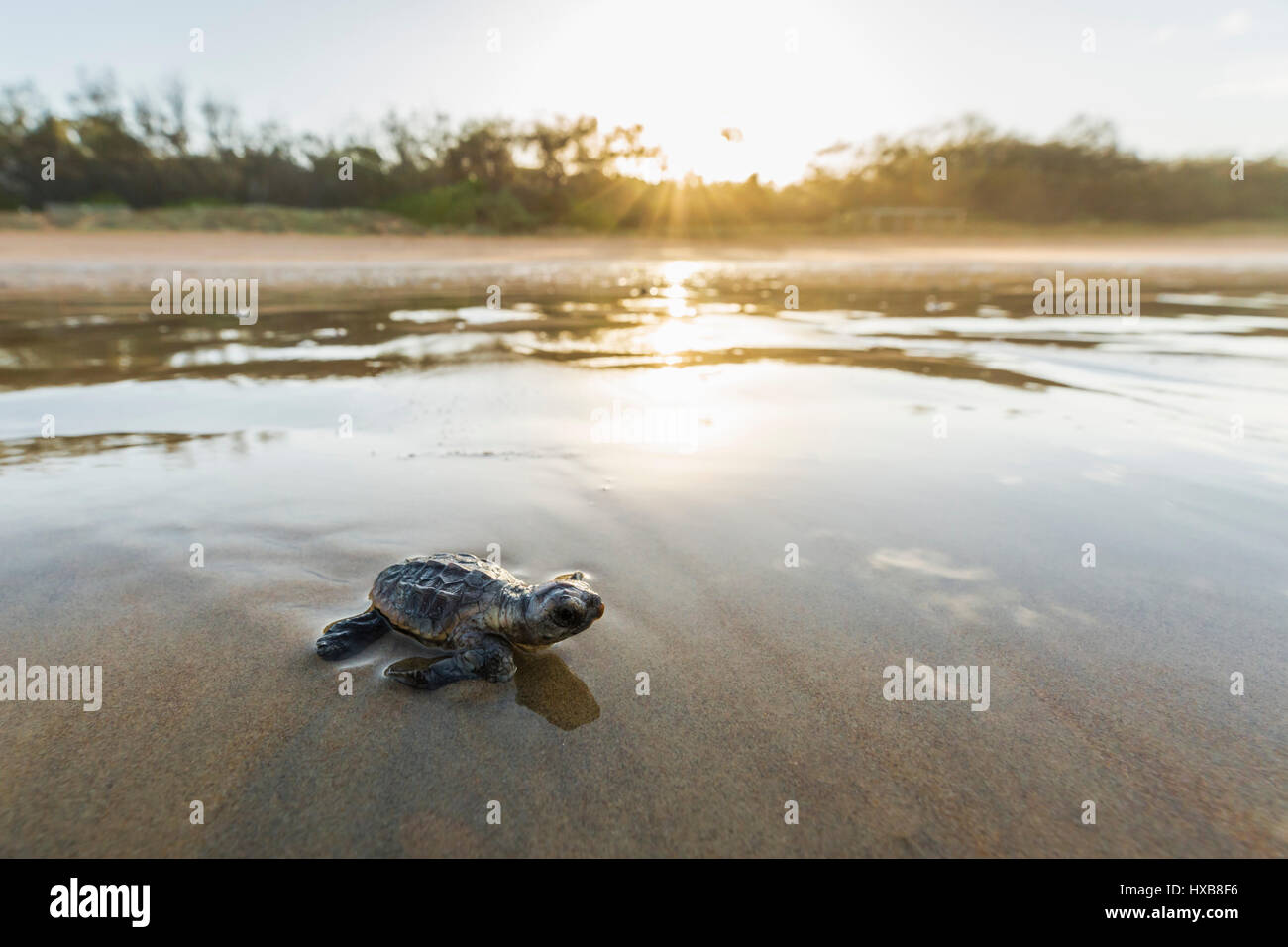 Bébé tortue caouanne (Caretta caretta) faire son voyage vers la mer au coucher du soleil. Mon Repos Conservation Park, Bundaberg, Queensland, Australie Banque D'Images