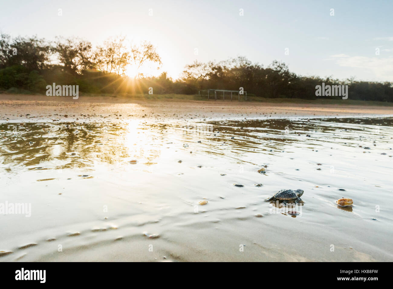 Bébé tortue caouanne (Caretta caretta) faire son voyage vers la mer au coucher du soleil. Mon Repos Conservation Park, Bundaberg, Queensland, Australie Banque D'Images