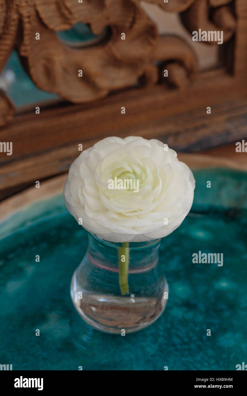 Ranunculus blanc fleur en verre d'eau placé sur le plateau en céramique en face de mirrow décoré de bois sculpté Banque D'Images