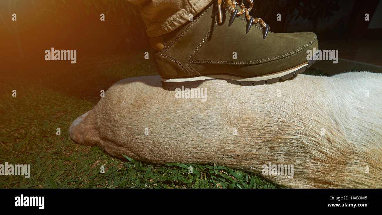 Hunter leg sur le dessus de l'animal est mort couché sur l'herbe verte. Morts avec brown fourrure Banque D'Images