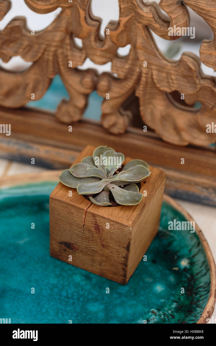 Fleurs succulentes dans un coffret en bois placés sur le plateau en céramique de couleur turquoise en face de mirrow décoré de bois sculpté Banque D'Images
