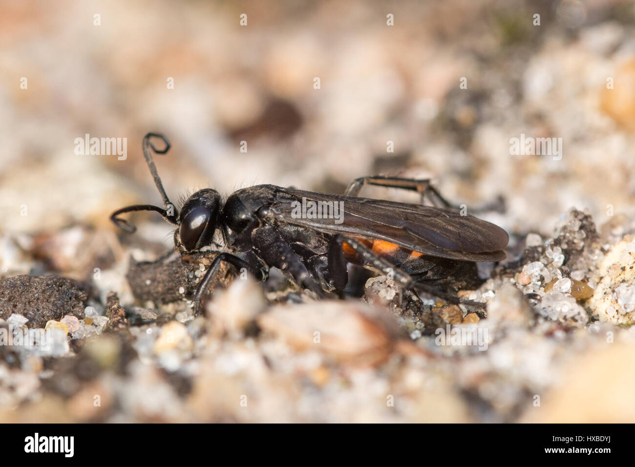 Les bandes noires (Anoplius viaticus wasp spider) dans une lande de sable dans l'habitat du Surrey, Royaume-Uni Banque D'Images