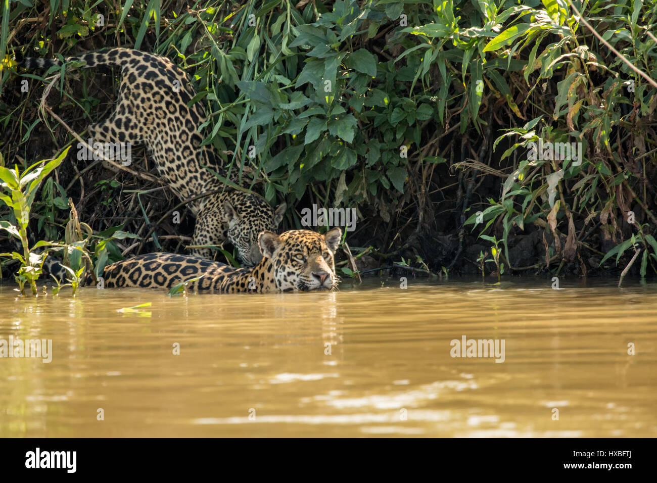 Jaguar femelle nageant dans l'Onca, rejoint par l'un de ses jeunes jaguars qui veut prendre un verre, dans le Pantanal Mato Gosso au Brésil, en un Banque D'Images