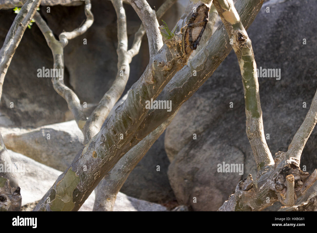 Divi Divi tree branches vu close up dans le jardin avec Aruba rochers dans l'arrière-plan. Banque D'Images