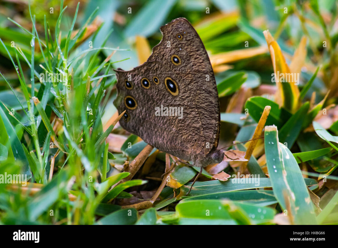 Twilight Brown - Melanitis leda (soirée commune Brown) la fin de l'après-midi sur l'herbe Banque D'Images