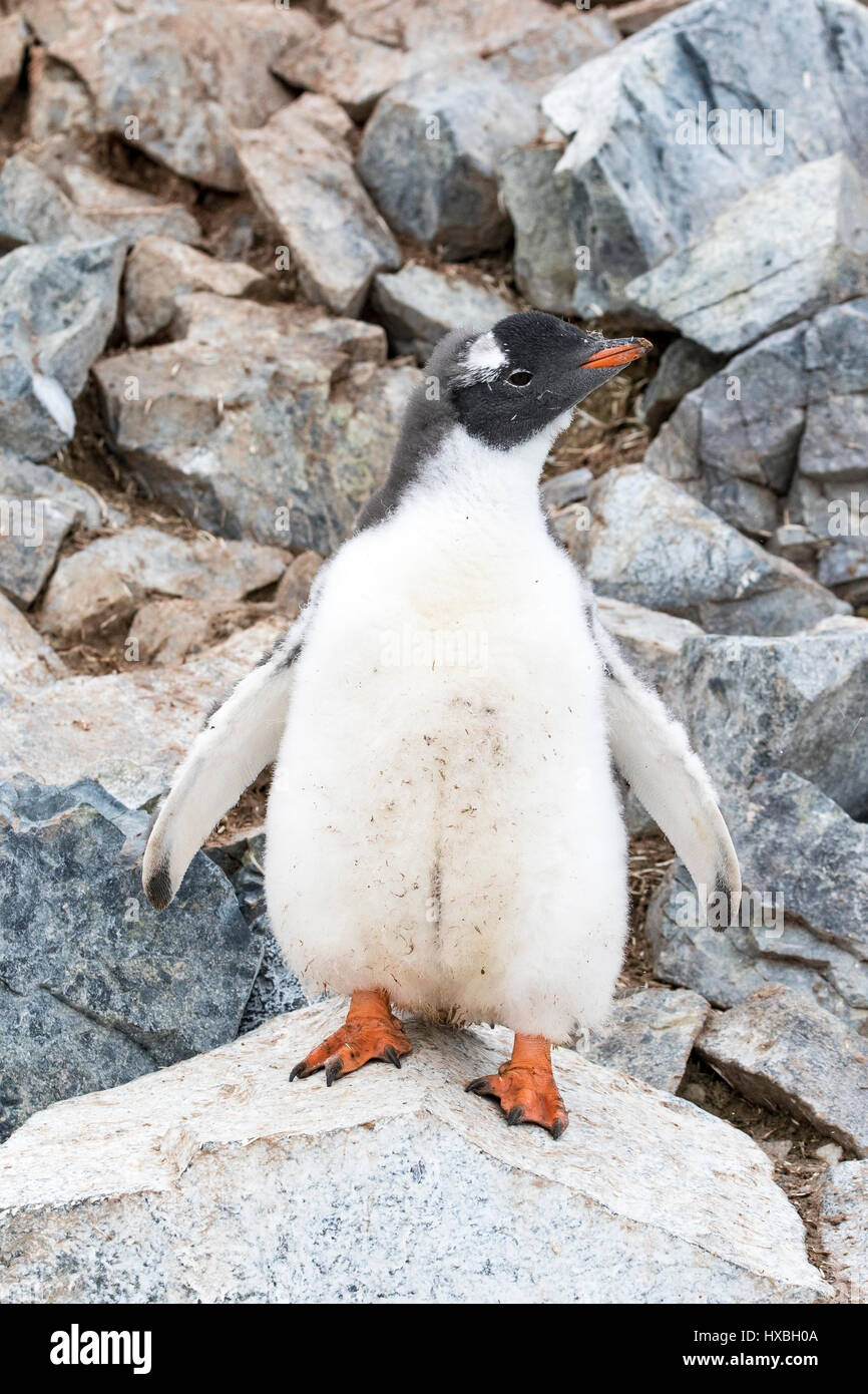 Penguin poussin, poussins. Manchots de l'Antarctique. Banque D'Images