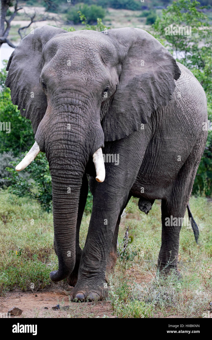 Portrait de l'Eléphant d'Afrique (Loxodonta africana), Kruger National Park, Afrique du Sud Banque D'Images