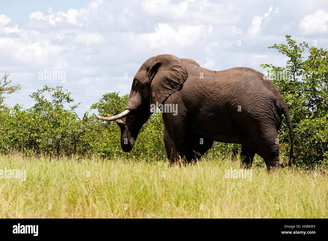 Portrait de l'Eléphant d'Afrique (Loxodonta africana), Kruger National Park, South Banque D'Images