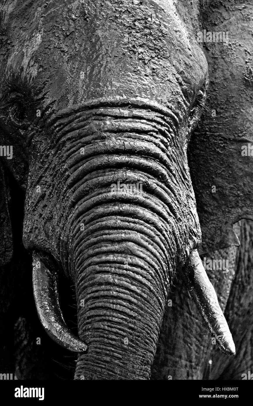 Portrait de l'Eléphant d'Afrique (Loxodonta africana) recouvert de boue, Kruger National Park, Afrique du Sud Banque D'Images