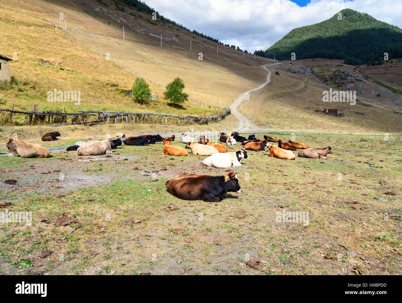 Les vaches sont au pâturage dans les montagnes. Tusheti région. La Géorgie Banque D'Images